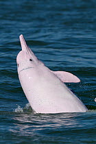 Indo-Pacific humpback dolphin ( Sousa chinensis) surfacing, Tai O, Lantau Island, Hong Kong, China.