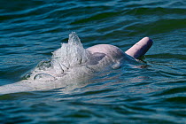 Indo-Pacific humpback dolphin ( Sousa chinensis) Tai O, Lantau Island, Hong Kong, China.