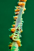 Whip coral shrimp (Pontonides uncigar) Bluff Island, south of Sai Kung Peninsula, Hong Kong, China