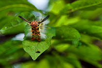 Lappet moth (Lasiocampidae) caterpillar, Sai Kung, Hong Kong, China.