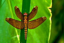 Fulvous forest skimmer, or Russet percher dragonfly (Neurothemis fulvia) female, Sai Kung, Hong Kong, China.