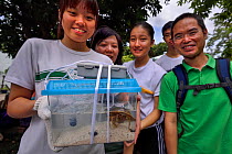 Secondary school students release a juvenile, age six months, Chinese horseshoe crab (Tachypleus tridentatus) that has been bred by City University of Hong Kong, Ha Pak Nai wetlands area Yuen Long Dis...