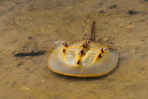 Chinese horseshoe crab (Tachypleus tridentatus) juvenile, Ha Pak Nai is a wetlands, Hong Kong, China.