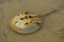 Chinese horseshoe crab (Tachypleus tridentatus) Ha Pak Nai Wetlands, Hong Kong, China.