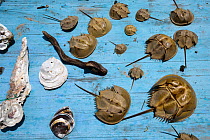 Shells from the Chinese horseshoe crab, (Tachypleus tridentatus) Ha Pak Nai Wetlands, Yuen Long, Hong Kong, China.