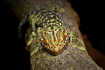 Tokay gecko (Gekko gecko) Shek Pik, Lantau Island, Hong Kong, China.