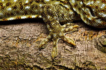 Tokay gecko (Gekko gecko) close up of foot, Shek Pik, Lantau Island, Hong Kong, China.