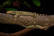 Tokay gecko (Gekko gecko) Shek Pik, Lantau Island, Hong Kong, China.