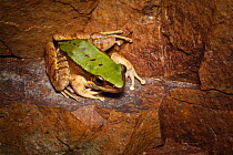 Green cascade frog (Odorrana chloronota) Brown tree frog (Polypedates megacephalus) Lantau Island, Hong Kong, China