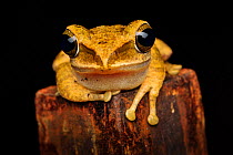 Brown tree frog (Polypedates megacephalus) Lantau Island, Hong Kong, China