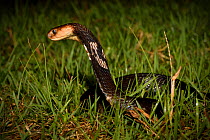 Chinese cobra (Naja atra) in threat stance, Shek Pik, southwestern coast of Lantau Island, Hong Kong, China