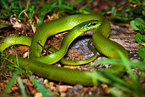 Greater Green Snake (Cyclophiops major) Shek Pik, southwestern coast of Lantau Island, Hong Kong, China