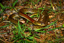 Red-necked keelback (Rhabdophis subminiatus) venomous snake, Shek Pik, southwestern coast of Lantau Island, Hong Kong, China