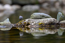 Plumbeous water redstart (Phoenicurus fuliginosus) on a rock in the water, Tangjiahe National Nature Reserve, Sichuan Province, China