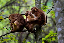 Tibetan macaque (Macaca thibetana) juveniles interacting in a tree in Tangjiahe Nature Reserve, Sichuan Province, China