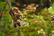 Tibetan macaque (Macaca thibetana) juvenile in a tree in Tangjiahe Nature Reserve, Sichuan Province, China