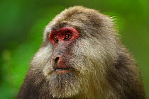 Tibetan macaque (Macaca thibetana) Tangjiahe Nature Reserve, Sichuan Province, China