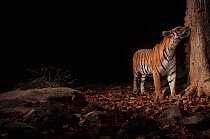Bengal tiger (Panthera tigris tigris) scent marking tree at night. Camera trap image. Pench National Park, Madhya Pradesh, India.