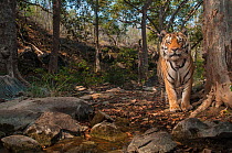 Bengal tiger (Panthera tigris tigris), male near tree previously spray marked by female. Camera trap image. Pench National Park, Madhya Pradesh, India. January 2018.