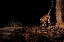 Bengal tiger (Panthera tigris tigris), female scent marking tree. Camera trap image. Pench National Park, Madhya Pradesh, India. January 2018.