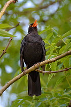 Blackbird (Turdus merula), male singing whilst perched in Ash (Fraxinus excelsior) tree, near Bath, England, UK. May.