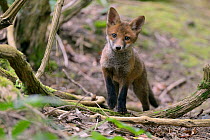 Red fox (Vulpes vulpes) cub exploring woodland. Near Bath, England, UK. May.