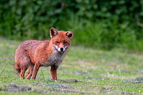 Red fox (Vulpes vulpes) standing on lawn at dusk. Near Bath, England, UK. June.