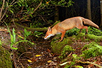 Red fox (Vulpes vulpes) visiting woodland stream to drink at night. Camera trap image. Near Bath, England, UK. June.
