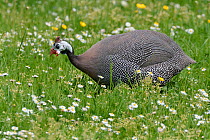 Helmeted guineafowl (Numida meleagris) peering at Soldier beetle (Cantharis rustica) with warning colouration, whilst foraging for insects in meadow. Domesticated. Near Bath, England, UK. May.