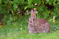 European rabbit (Oryctolagus cuniculus) resting on garden lawn, near Bath, England, UK. May.