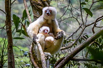 Silky sifaka (Propithecus candidus), female with baby sitting in rainforest understorey. Mid-altitude montane rainforest, Marojejy National Park, north-east Madagascar.
