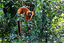 Red ruffed lemur (Varecia rubra) female in understorey of lowland rainforest. Masoala National Park, north-east Madagascar.