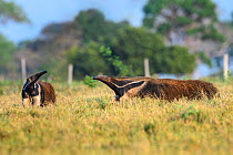 Giant Anteater (Myrmecophaga tridactyla), two sniffing air in savanna. Caiman Ecological Refuge, Southern Pantanal, Moto Grosso do Sul, Brazil.