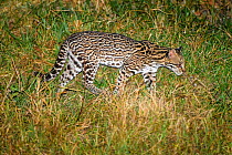 Ocelot (Leopardus pardalis) foraging in grassland at night. Caiman Ecological Refuge, Southern Pantanal, Moto Grosso do Sul, Brazil.