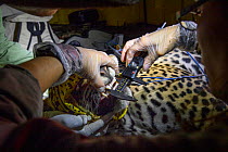 Veterinarian from Project Oncafari measuring teeth and jaw of Jaguar (Panthera onca palustris) female trapped following the death of a Cow. Caiman Lodge, southern Pantanal, Mato Grosso do Sul, Brazil....
