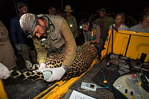 Veterinarian from Project Oncafari taking measurements of Jaguar (Panthera onca palustris) female trapped following the death of a Cow. Caiman Lodge, southern Pantanal, Mato Grosso do Sul, Brazil. Sep...