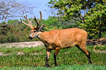 Marsh deer (Blastocerus dichotomus), stag. Pousada Araras, northern Pantanal, Mato Grosso, Brazil.
