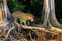 Jaguar (Panthera onca palustris), male hunting amongst tree roots at edge of the Cuiaba River. Three Brothers, Porto Jofre, northern Pantanal, Mato Grosso, Brazil. August 2017.