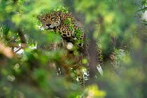 RF - Jaguar (Panthera onca palustris), female resting in tree. Oncafari Project, Caiman Lodge, southern Pantanal, Mato Grosso do Sul, Brazil. (This image may be licensed either as rights managed or ro...
