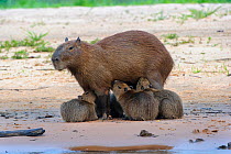 Capybara (Hydrochoerus hydrochaeris) female with litter of suckling pups. Banks of the Cuiaba River, Pantanal, Mato Grosso, Brazil.