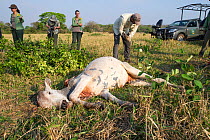 Veterinarian from Oncafari Project setting trap to catch Jaguar (Panthera onca palustris) in order to fit a radio collar. In foreground old and weakened Cow killed by female Jaguar. Caiman Lodge, sout...