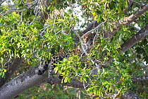 Jaguar (Panthera onca palustris), female lounging in tree at edge of Cuiaba River, Three Rivers, Porto Jofre, northern Pantanal, Mato Grosso, Brazil.