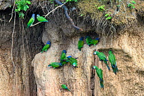 Red-bellied macaw (Orthoptera manilata) and Blue-headed parrot (Pionus menstruus) flock feeding at clay lick. Heath River, Tambopata / Bahuaja-Sonene Reserves, Amazonia, Peru / Bolivia border.