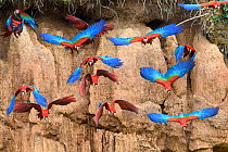 Red-and-green macaw (Ara chloropterus) flock flying in front of clay lick. Heath River, Tambopata / Bahuaja-Sonene Reserves, Amazonia, Peru / Bolivia border.