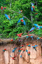 Red-and-green macaw (Ara chloropterus) flock feeding at wall of clay lick, flying and perched in trees. Heath River, Tambopata / Bahuaja-Sonene Reserves, Amazonia, Peru / Bolivia border.