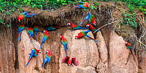 Red-and-green macaw (Ara chloropterus) flock feeding at clay lick. Heath River, Tambopata / Bahuaja-Sonene Reserves, Amazonia, Peru / Bolivia border.
