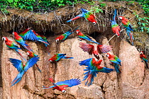 RF - Red-and-green macaw (Ara chloropterus) flock feeding and flying. Wall of clay lick, Heath River, Tambopata / Bahuaja-Sonene Reserves, Amazonia, Peru / Bolivia border. (This image may be licensed...