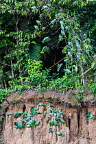 Mealy parrot (Amazona farinosa) and Blue-headed parrot (Pionus menstruus) flock feeding at wall of clay lick and perching above in trees. Manu Wildlife Center, Manu Biosphere Reserve, Amazonia, Peru....
