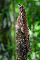 Long-tailed potoo (Nyctibius aethereus) camouflaged on roosting perch in lowland rainforest, Manu Biosphere Reserve, Peru.