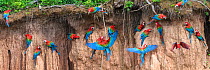 Red-and-green macaw (Ara chloropterus) flock feeding at wall of clay lick. Heath River, Tambopata / Bahuaja-Sonene Reserves, Amazonia, Peru / Bolivia border.